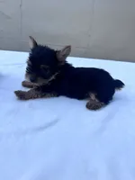Jack, a male Yorkshire Terrier for sale in Hopkinsville, KY – 8 of 10