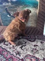 Buddy, a male Chihuahua for sale in Hopkinsville, KY – Photo 3 of 4