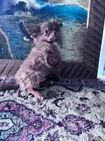 Buddy, a male Chihuahua for sale in Hopkinsville, KY – Photo 4 of 4