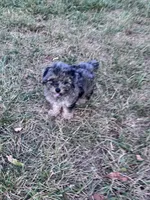 Snuggles, a male Yorkipoo for sale in Hopkinsville, KY – 5 of 7