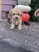 Annie, a female Poodle - Miniature  for sale in Hopkinsville, KY – 3 of 4