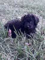 Willow, a female Yorkipoo for sale in Hopkinsville, KY – 7 of 8