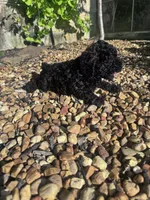 Pepper, a male Poodle - Miniature  for sale in Hopkinsville, KY – 6 of 7