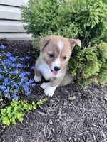 Sandy, a female Pembroke Welsh Corgi for sale in Hopkinsville, KY – 3 of 6