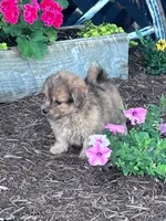 Cookie, a male Shihpoo for sale in Hopkinsville, KY – 5 of 5