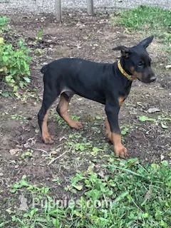Ace – Doberman Pinscher puppy for sale in Hopkinsville, KY