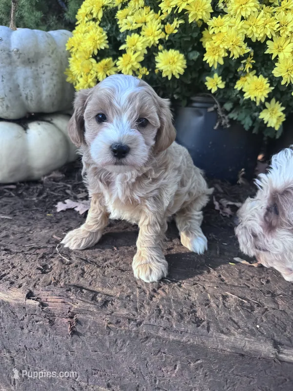 Rose – Maltipoo puppy for sale in Hopkinsville, KY