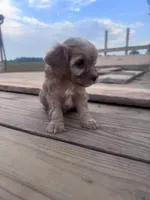 Coco, a female Cavapoo for sale in Hopkinsville, KY – 2 of 5