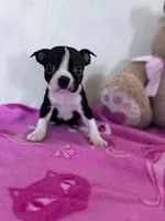 Daisy Mae, a female Boston Terrier for sale in Hopkinsville, KY – Photo 3 of 4