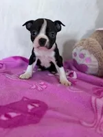 Daisy Mae, a female Boston Terrier for sale in Hopkinsville, KY – Photo 1 of 4