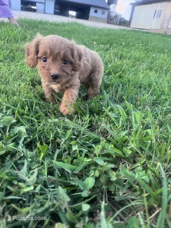 Ruby – Cavapoo puppy on hold in Hopkinsville, KY