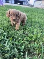 Ruby, a female Cavapoo for sale in Hopkinsville, KY – 1 of 6