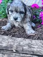 Daisy, a female Shihpoo for sale in Hopkinsville, KY – Photo 2 of 5