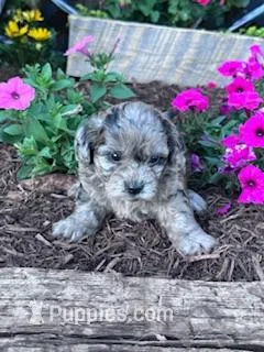 Daisy – Shihpoo puppy for sale in Hopkinsville, KY