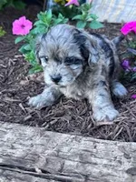Daisy, a female Shihpoo for sale in Hopkinsville, KY – Photo 5 of 5