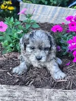 Daisy, a female Shihpoo for sale in Hopkinsville, KY – Photo 4 of 5