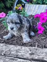 Daisy, a female Shihpoo for sale in Hopkinsville, KY – Photo 3 of 5