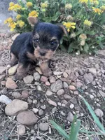 Daisy, a female Yorkshire Terrier for sale in Hopkinsville, KY – 4 of 6