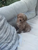 Pebbles, a female Yorkipoo for sale in Hopkinsville, KY – 4 of 7