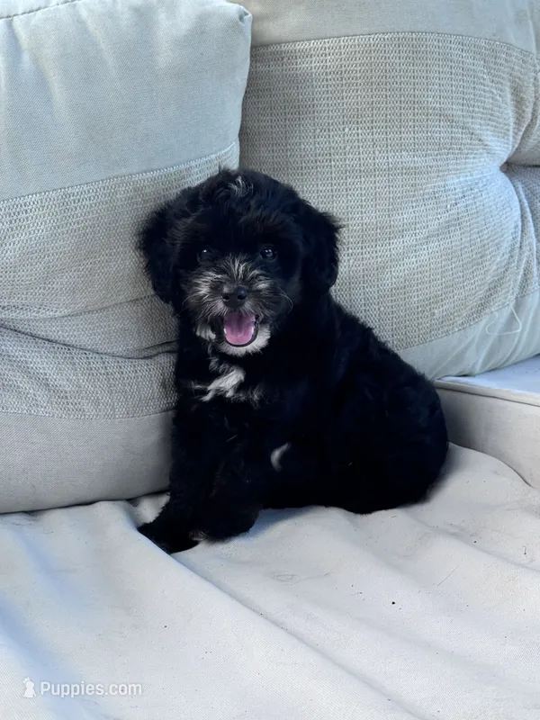 Oreo – Yorkipoo puppy for sale in Hopkinsville, KY