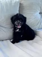 Oreo, a male Yorkipoo for sale in Hopkinsville, KY – 1 of 4