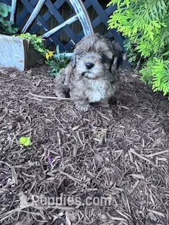 Max – Shihpoo puppy for sale in Hopkinsville, KY