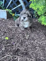 Max, a male Shihpoo for sale in Hopkinsville, KY – 1 of 5
