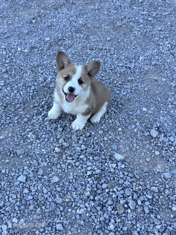 Tator Tot – Pembroke Welsh Corgi puppy for sale in Hopkinsville, KY