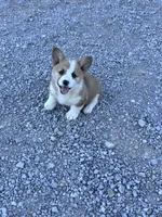 Tator Tot, a male Pembroke Welsh Corgi for sale in Hopkinsville, KY – 1 of 8