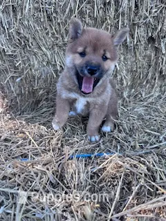 Kai – Shiba Inu puppy for sale in Hopkinsville, KY