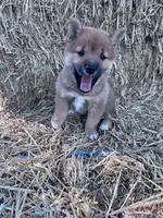 Kai, a female Shiba Inu for sale in Hopkinsville, KY – 3 of 5