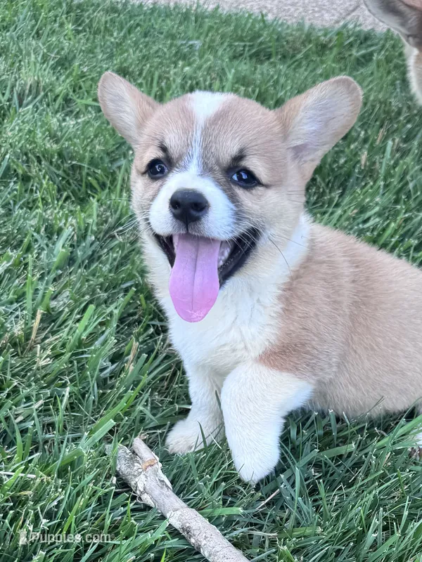 Winnie – Pembroke Welsh Corgi puppy for sale in Hopkinsville, KY