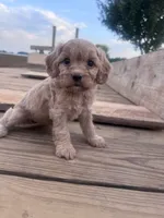 Muffin, a female Cavapoo for sale in Hopkinsville, KY – 3 of 4