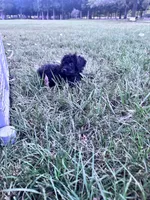 Willow, a female Yorkipoo for sale in Hopkinsville, KY – 8 of 8