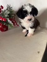 Dolly, a female Pembroke Welsh Corgi and Poodle - Miniature  for sale in Hopkinsville, KY – Photo 3 of 4