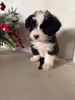 Dolly, a female Pembroke Welsh Corgi and Poodle - Miniature  for sale in Hopkinsville, KY – Photo 2 of 4