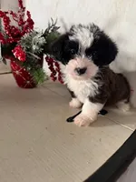 Dolly, a female Pembroke Welsh Corgi and Poodle - Miniature  for sale in Hopkinsville, KY – Photo 4 of 4