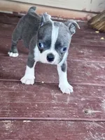Misty, a female Boston Terrier for sale in Hopkinsville, KY – 3 of 6