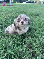 Teddy, a male Chihuahua for sale in Hopkinsville, KY – 1 of 7