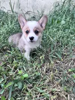 Biscuit, a male Pembroke Welsh Corgi for sale in Hopkinsville, KY – 5 of 5