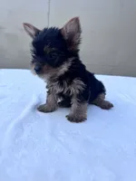 Jack, a male Yorkshire Terrier for sale in Hopkinsville, KY – 3 of 10