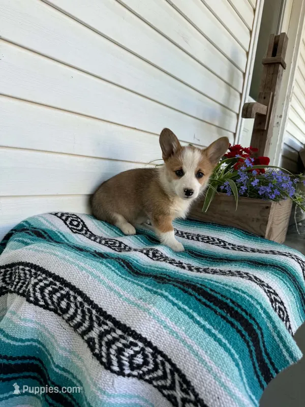 Freddy – Pembroke Welsh Corgi puppy for sale in Hopkinsville, KY