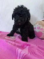 Coal, a male Yorkipoo for sale in Hopkinsville, KY – Photo 2 of 4
