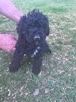 Coal fast eddy, a male Yorkipoo for sale in Hopkinsville, KY – Photo 1 of 4