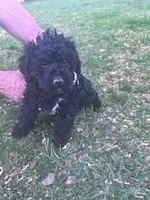 Coal fast eddy, a male Yorkipoo for sale in Hopkinsville, KY – Photo 3 of 4