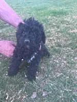 Coal fast eddy, a male Yorkipoo for sale in Hopkinsville, KY – Photo 4 of 4