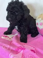 Coal, a male Yorkipoo for sale in Hopkinsville, KY – Photo 3 of 4