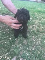 Coal fast eddy, a male Yorkipoo for sale in Hopkinsville, KY – Photo 2 of 4