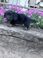 Frankie , a male Miniature Dachshund for sale in Hopkinsville, KY – 5 of 6
