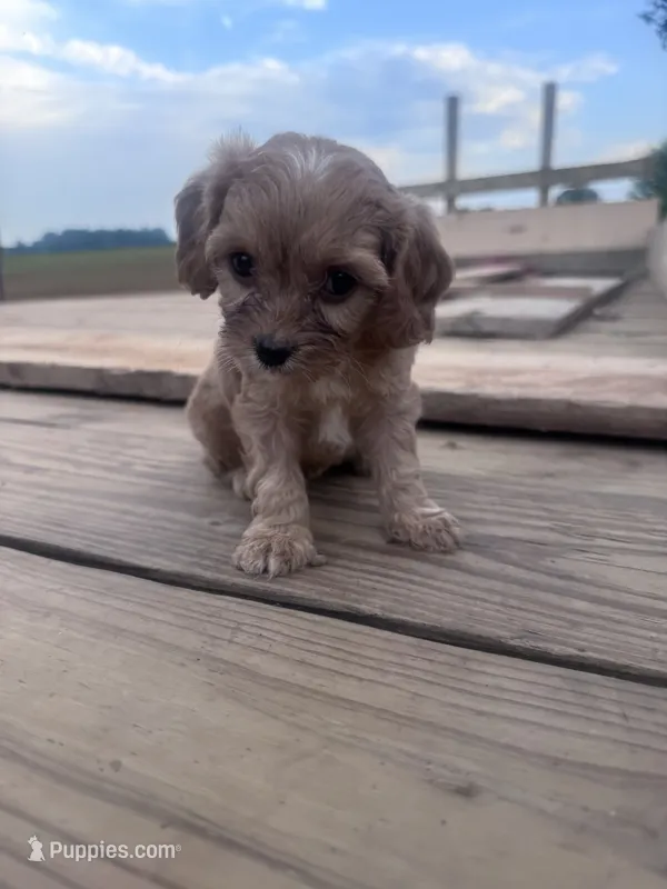 Coco – Cavapoo puppy for sale in Hopkinsville, KY